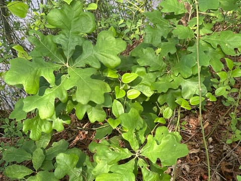 Sassafras