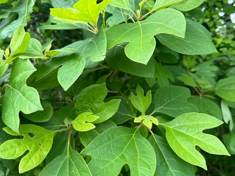 Sassafras (Sassafras albidum) in May, its mitten-shaped, three-lobed and oval leaves on one branch