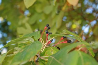 Sassafras (Sassafras albidum) branch in September with dark blue fruit on thick red stalks among mitten-shaped leaves