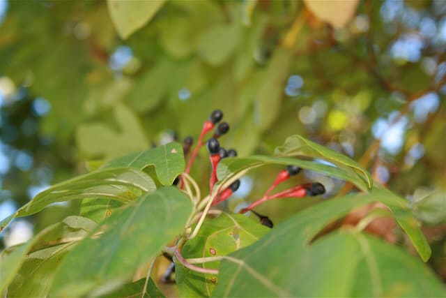 Sassafras (Sassafras albidum) branch in September with dark blue fruit on thick red stalks among mitten-shaped leaves