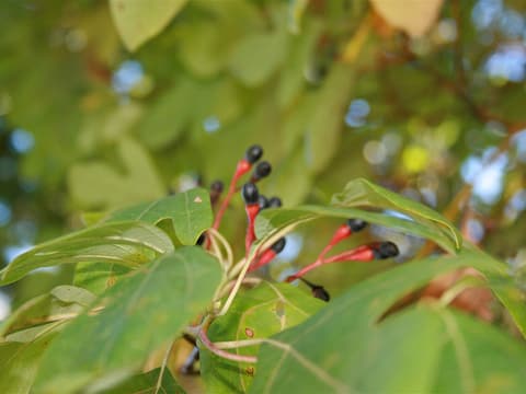 Sassafras (Sassafras albidum) branch in September with dark blue fruit on thick red stalks among mitten-shaped leaves