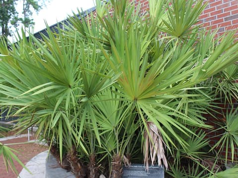 Saw palmetto (Serenoa repens) clump of stiff green fans on low, creeping trunks