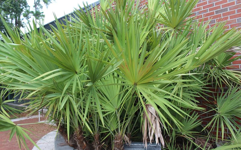 Saw palmetto (Serenoa repens) clump of stiff green fans on low, creeping trunks