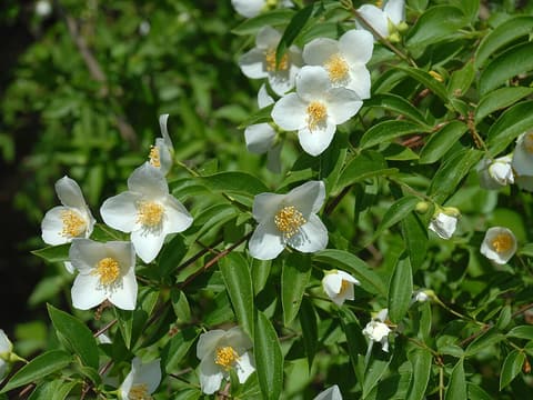 Scentless mock orange (Philadelphus inodorus) white four-petaled flowers with yellow stamens among leaves