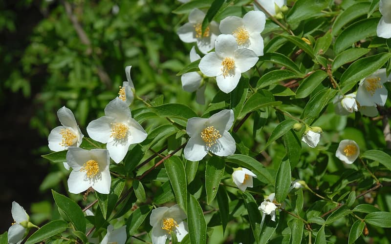 Scentless mock orange (Philadelphus inodorus) white four-petaled flowers with yellow stamens among leaves