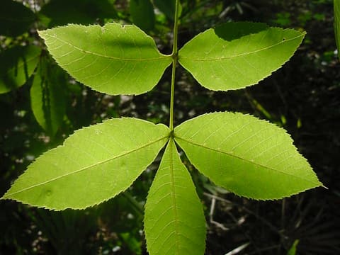 Scrub hickory (Carya floridana) compound leaf of toothed leaflets, lit from behind in Florida scrub