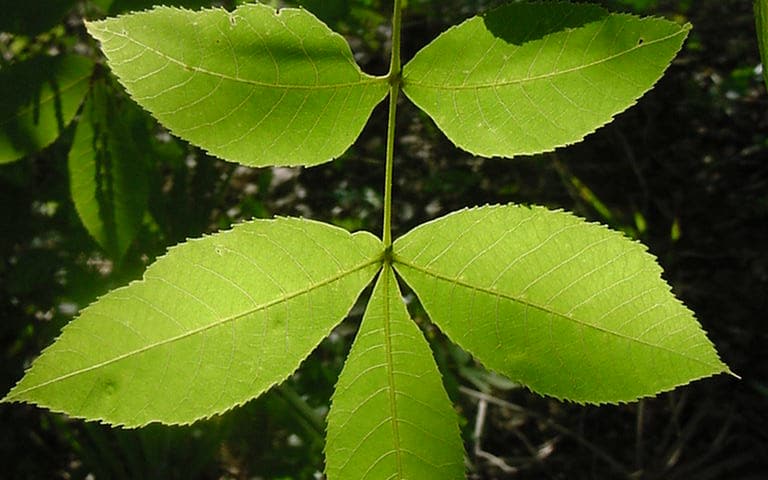 Scrub hickory (Carya floridana) compound leaf of toothed leaflets, lit from behind in Florida scrub