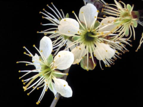 Scrub plum (Prunus geniculata) white flowers with long yellow-tipped stamens on a bare twig