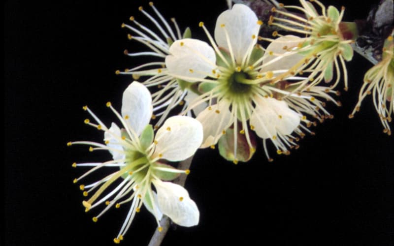 Scrub plum (Prunus geniculata) white flowers with long yellow-tipped stamens on a bare twig