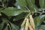Seaside alder (Alnus maritima) glossy leaves and yellow male catkins in late summer bloom