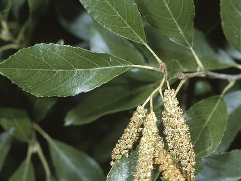 Seaside alder (Alnus maritima) glossy leaves and yellow male catkins in late summer bloom