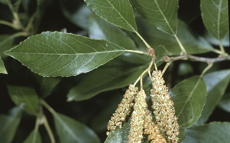 Seaside alder (Alnus maritima) glossy leaves and yellow male catkins in late summer bloom