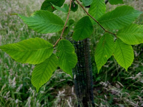 September elm (Ulmus serotina) doubly toothed leaves along a drooping branch of a young tree
