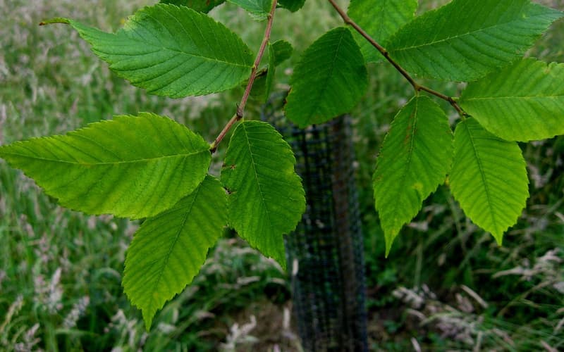 September elm (Ulmus serotina) doubly toothed leaves along a drooping branch of a young tree