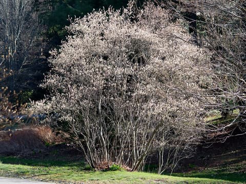Shadblow serviceberry (Amelanchier canadensis) many-stemmed shrub covered in white spring blossom