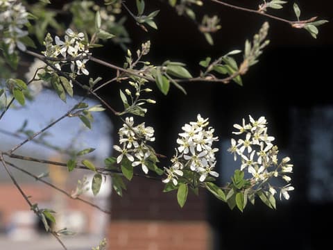 Shadblow serviceberry (Amelanchier canadensis) erect white flower clusters among half-open young leaves