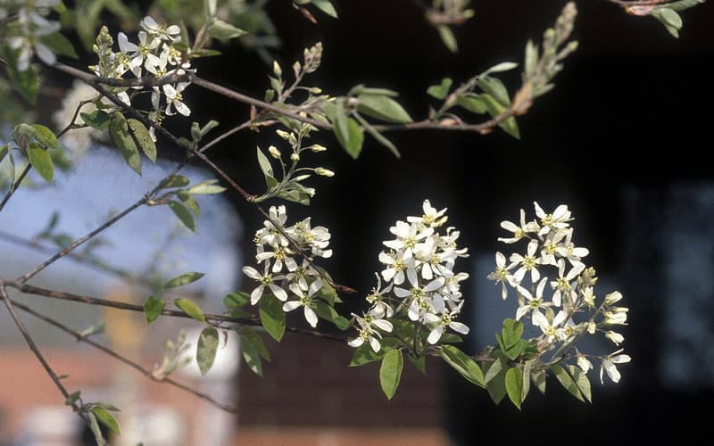 Shadblow serviceberry (Amelanchier canadensis) erect white flower clusters among half-open young leaves