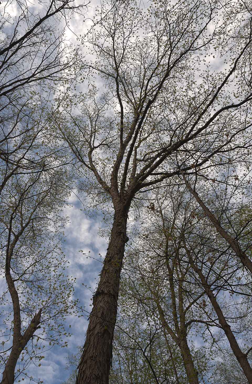 Shagbark Hickory (Carya ovata)