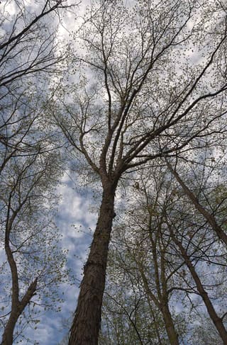 Shagbark hickory (Carya ovata) bare crown against a cloudy sky in early spring