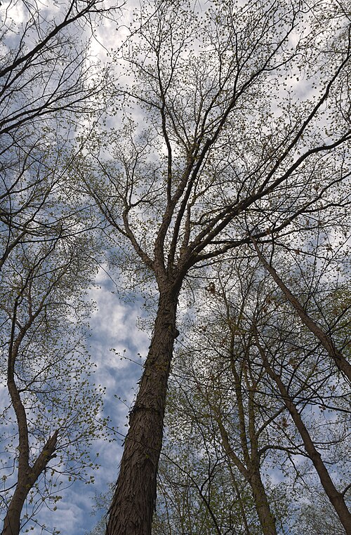 Shagbark Hickory (Carya ovata)