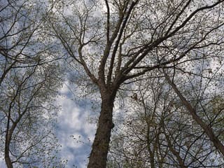 Shagbark hickory (Carya ovata) bare crown against a cloudy sky in early spring