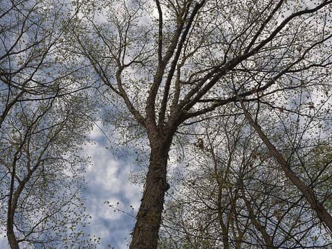 Shagbark hickory (Carya ovata) bare crown against a cloudy sky in early spring