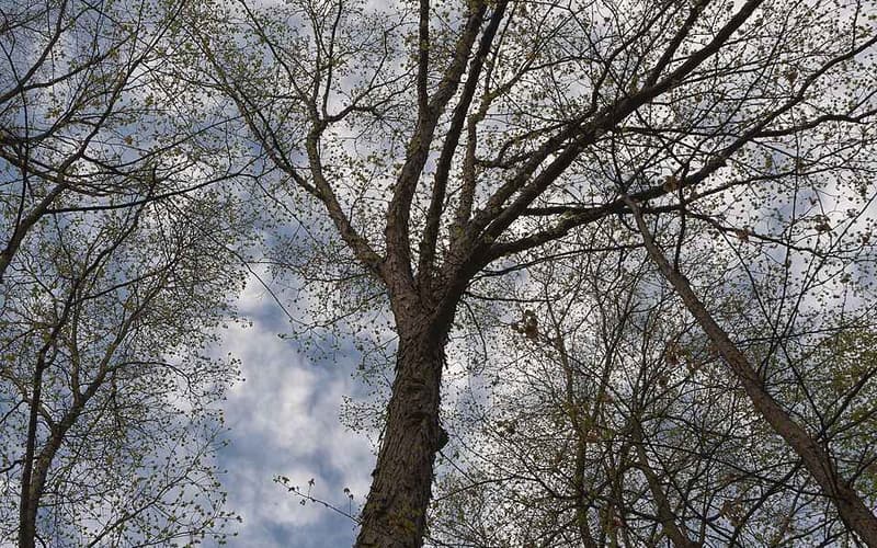 Shagbark hickory (Carya ovata) bare crown against a cloudy sky in early spring