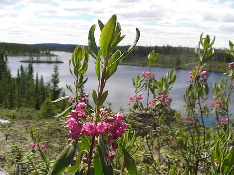 Sheep laurel (Kalmia angustifolia) pink flower clusters below new shoots beside a northern lake