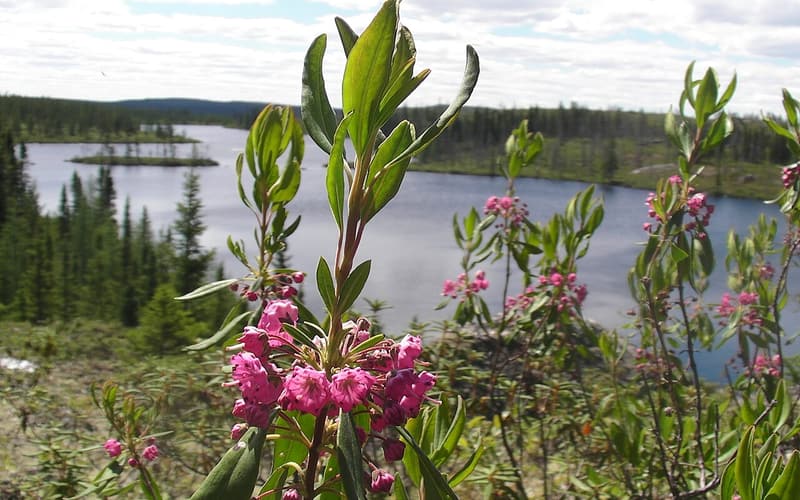 Sheep laurel (Kalmia angustifolia) pink flower clusters below new shoots beside a northern lake