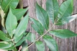 Shellbark hickory (Carya laciniosa) seven-leaflet compound leaves against the plated gray bark of the trunk