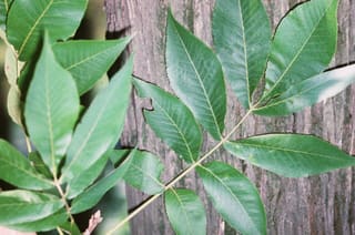 Shellbark hickory (Carya laciniosa) compound leaves with seven leaflets held against the plated gray bark of the trunk