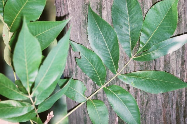 Shellbark hickory (Carya laciniosa) compound leaves with seven leaflets held against the plated gray bark of the trunk