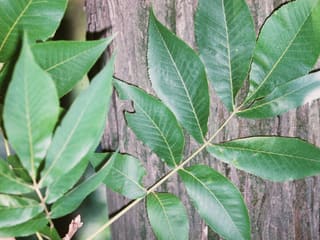 Shellbark hickory (Carya laciniosa) compound leaves with seven leaflets held against the plated gray bark of the trunk