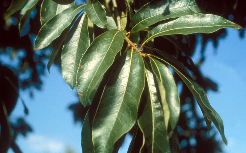 Shingle oak (Quercus imbricaria) glossy, unlobed leaves, each tipped with a bristle, against a blue sky