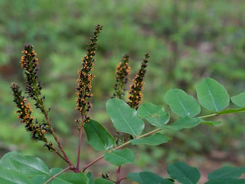 Shining indigobush (Amorpha nitens) dark flower spikes with orange anthers above broad leaflets