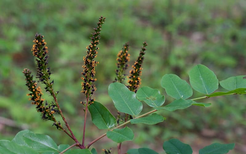 Shining indigobush (Amorpha nitens) dark flower spikes with orange anthers above broad leaflets