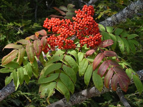 Showy Mountain Ash