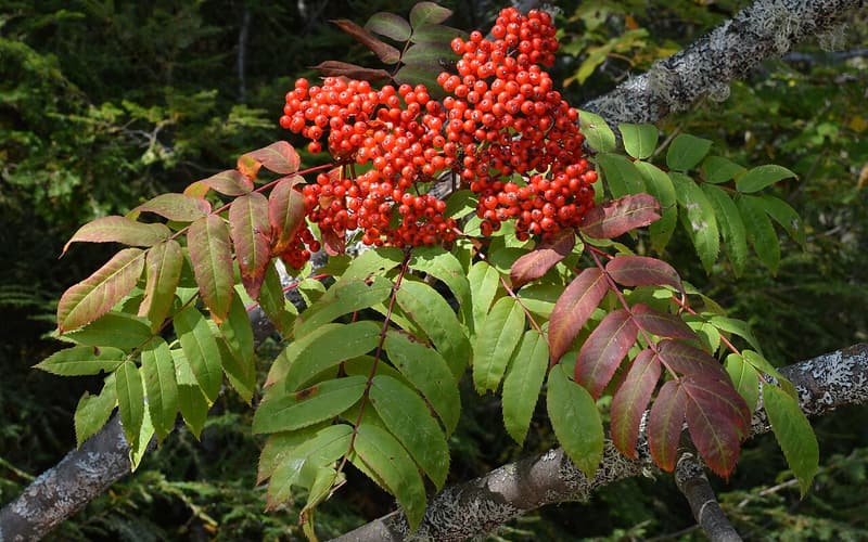 Showy mountain ash (Sorbus decora) dense cluster of scarlet berries above leaves turning red
