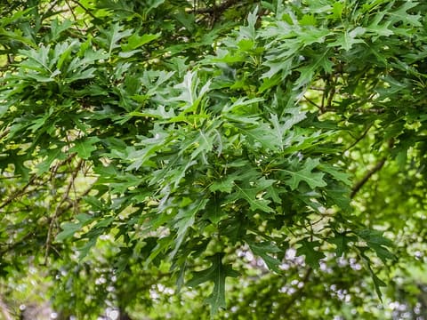 Shumard oak (Quercus shumardii) crown of deeply lobed leaves with bristle-tipped points