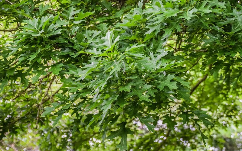 Shumard oak (Quercus shumardii) crown of deeply lobed leaves with bristle-tipped points