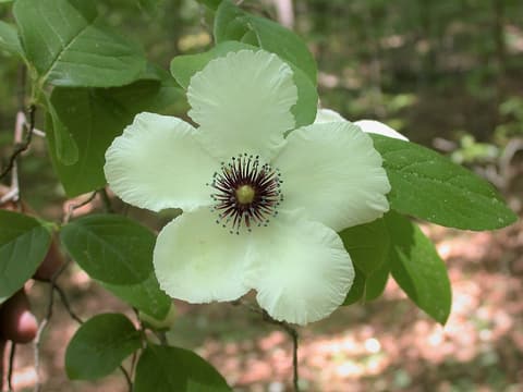 Silky camellia (Stewartia malacodendron) white flower with purple stamens and blue anthers