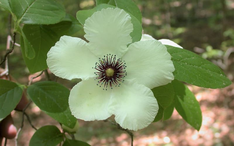 Silky camellia (Stewartia malacodendron) white flower with purple stamens and blue anthers