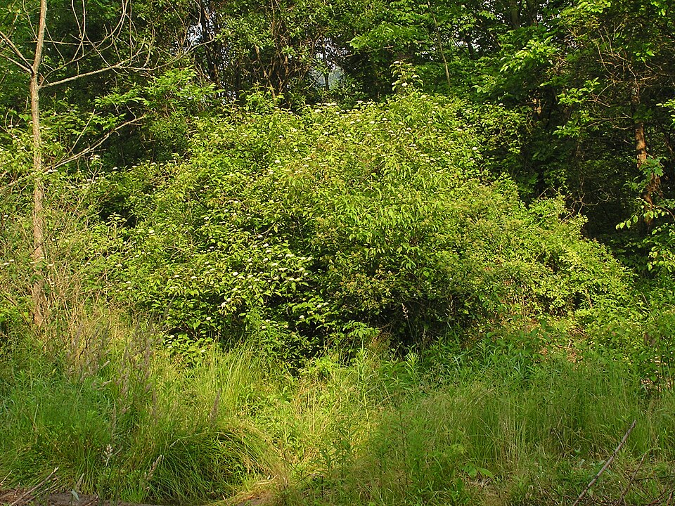 Silky Dogwood (Cornus amomum)
