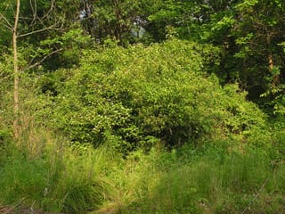 Silky dogwood (Cornus amomum) thicket at a woodland edge in summer