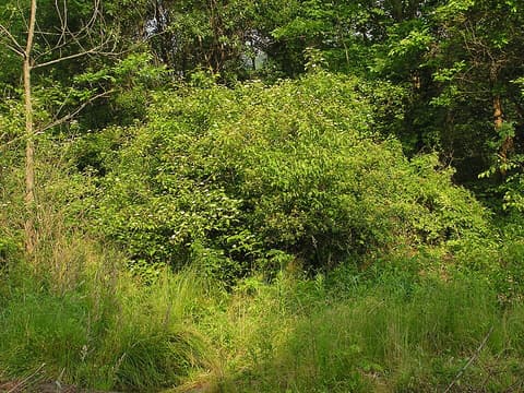 Silky dogwood (Cornus amomum) thicket at a woodland edge in summer