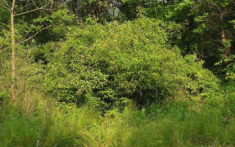 Silky dogwood (Cornus amomum) thicket at a woodland edge in summer