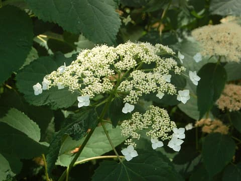 Silverleaf hydrangea (Hydrangea radiata) flat head of small flowers ringed by white sterile flowers