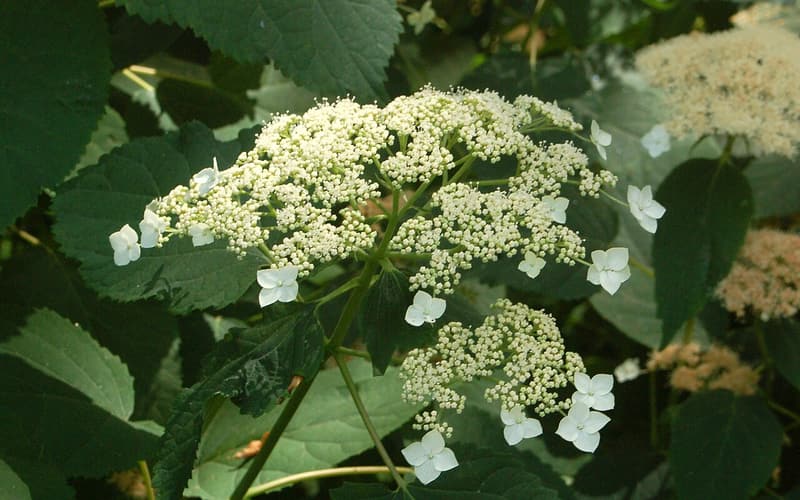 Silverleaf hydrangea (Hydrangea radiata) flat head of small flowers ringed by white sterile flowers