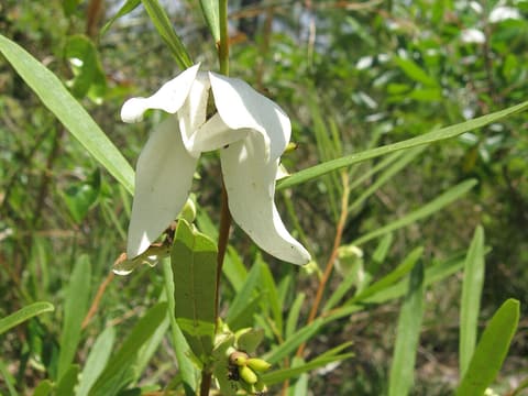Slimleaf pawpaw (Asimina longifolia) nodding white flower among long narrow leaves in pine savanna