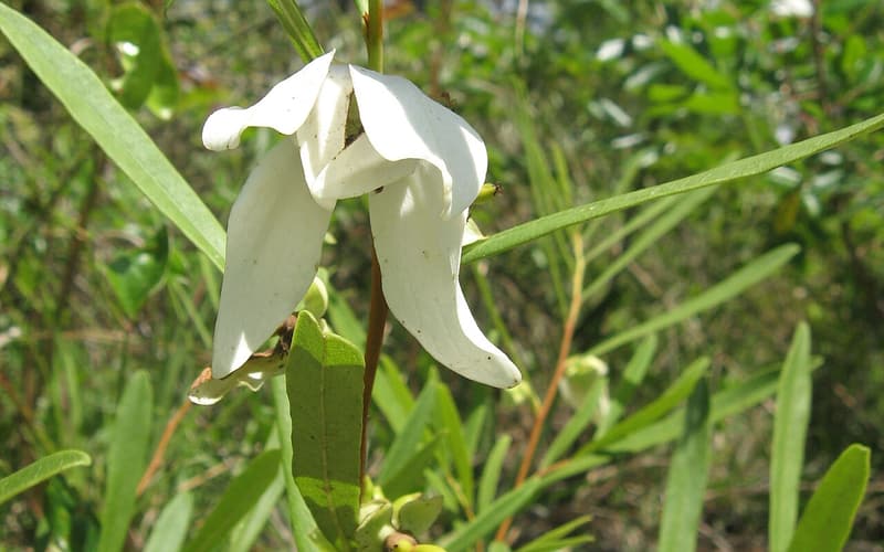 Slimleaf pawpaw (Asimina longifolia) nodding white flower among long narrow leaves in pine savanna
